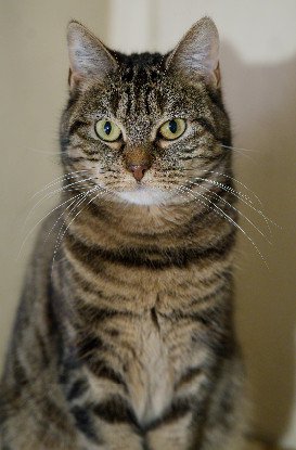 Adoption Arya