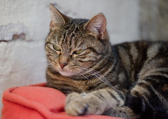 Adoption Arya