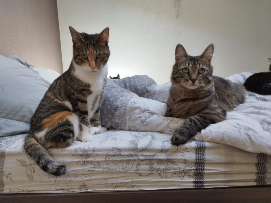 Adopter Asven & lyra