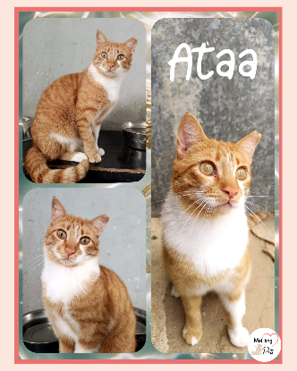 Adopter Ata