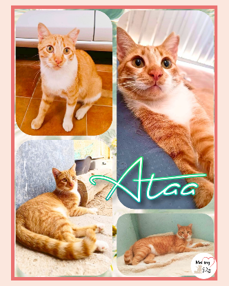 Adopter Ata