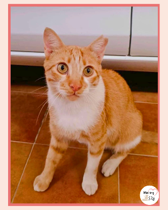 Adopter Ata