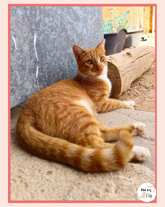 Adoption Ata