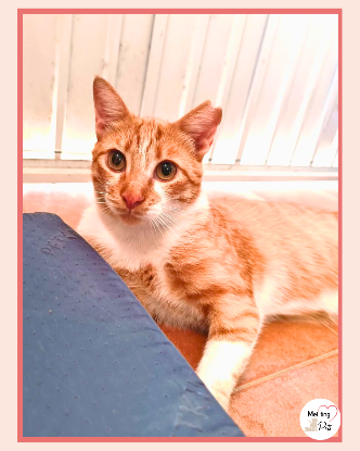 Adoption Ata