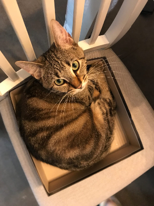 Adopter Athéna