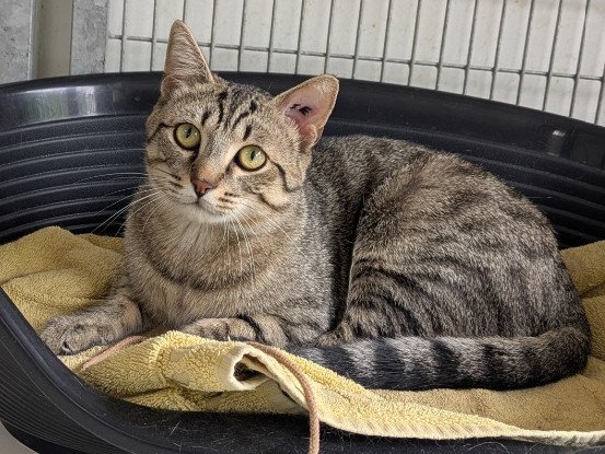 Adopter Athos