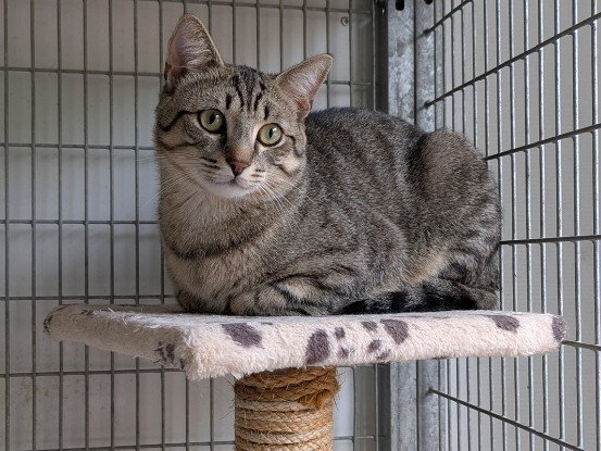 Adoption Athos