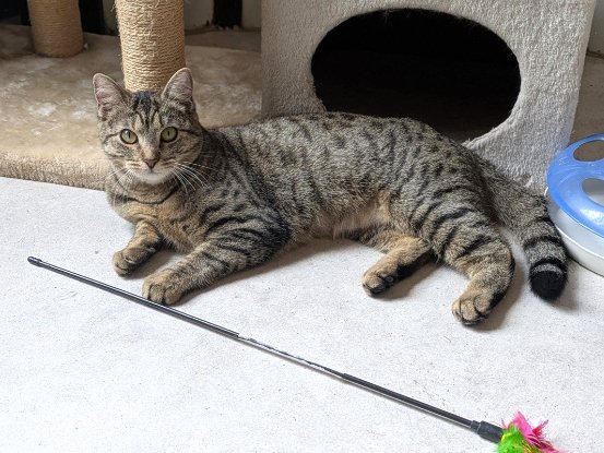 Adopter Atika