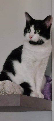 Adopter Ava