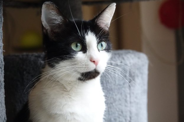 Adopter Ava