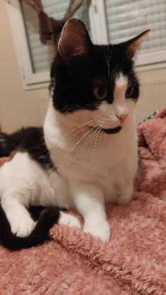 Adoption Ava