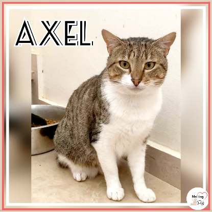 Adopter Axel