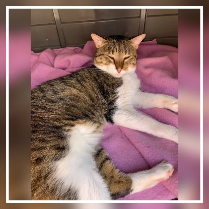 Adopter Axel