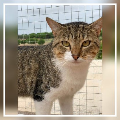 Adopter Axel
