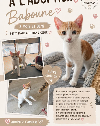 Adopter Baboune