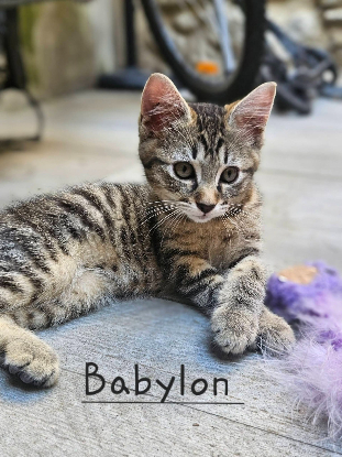 Adopter Babylon