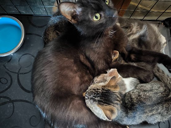 Adopter Bagheera