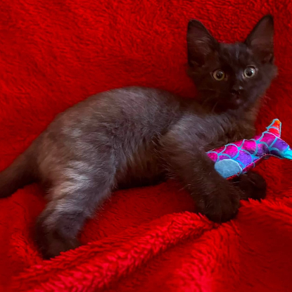 Adopter Baghera