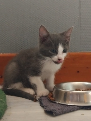 Adopter Bailaya