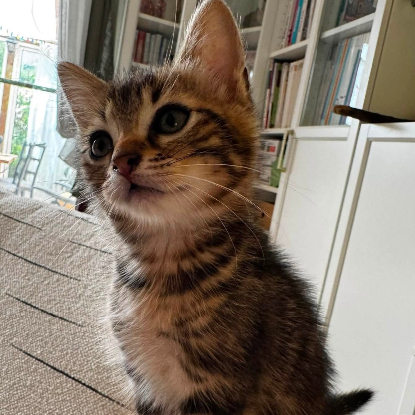 Adopter Bali