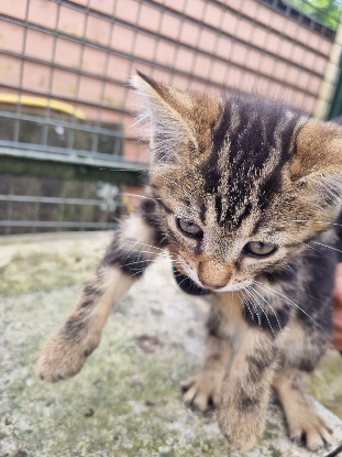 Adopter Bali