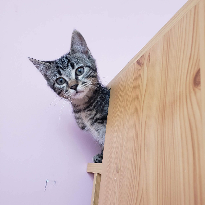 Adopter Baloo