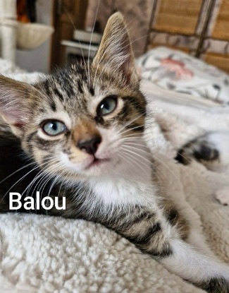 Adopter Balou  a réserver