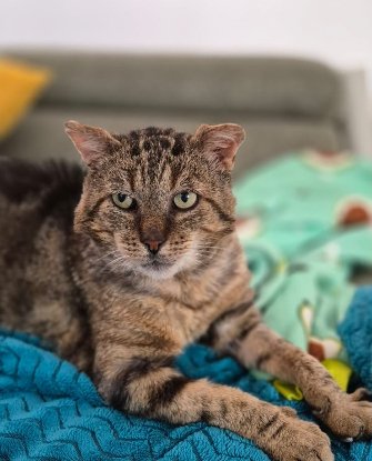 Adopter Balthazar