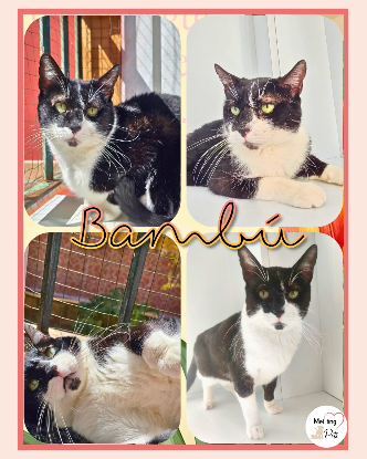Adopter Bambú