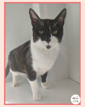 Adopter Bambú
