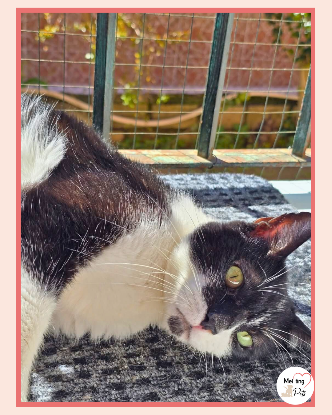 Adopter Bambú