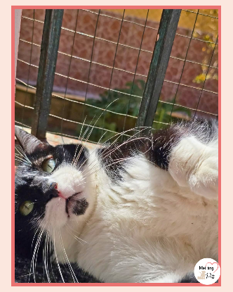 Adoption Bambú