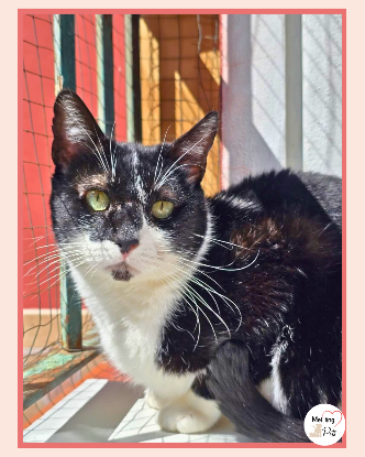 Adoption Bambú