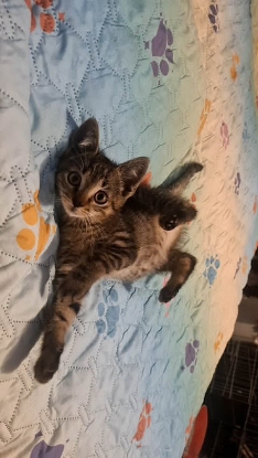 Adopter Bandit