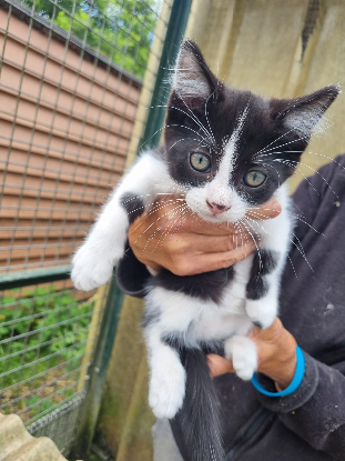 Adopter Banjo