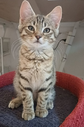 Adopter Banzai