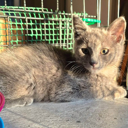 Adopter Banzai