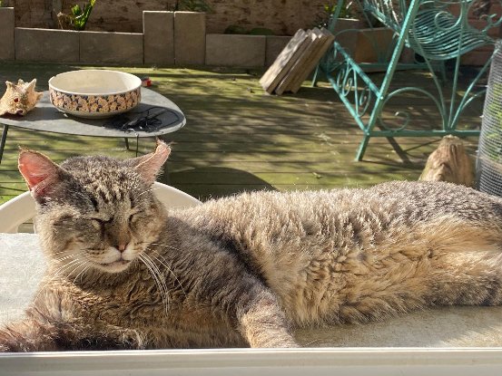 Adopter Barou