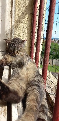 Adopter Barou
