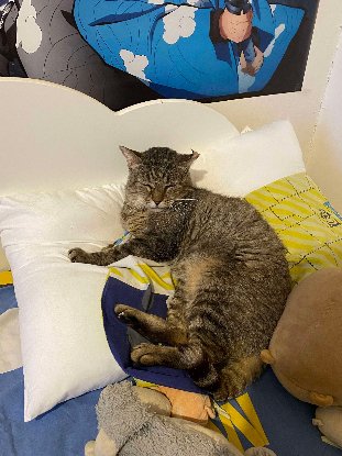 Adoption Barou
