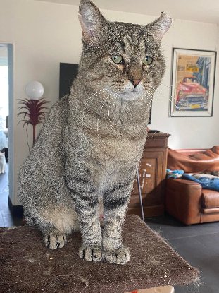 Adoption Barou