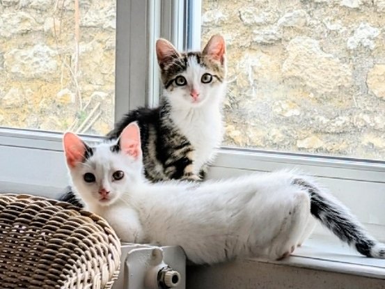 Adopter Bart et boop