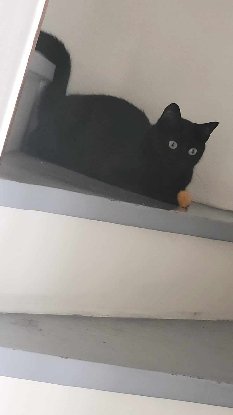 Adopter Bat