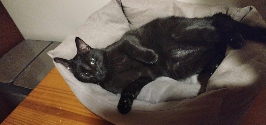 Adoption Bat