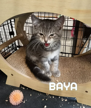 Adopter Baya