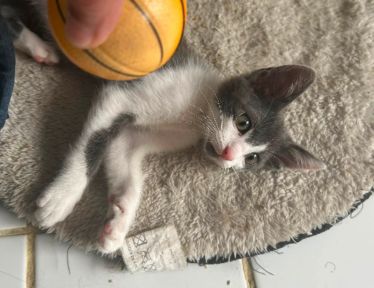 Adopter Beka