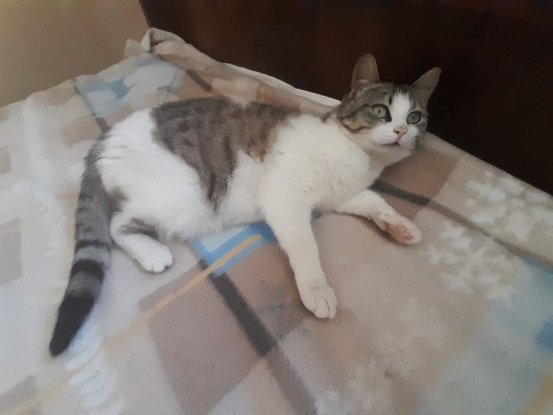 Adopter Bella