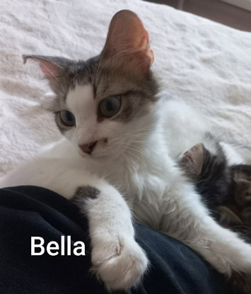 Adopter Bella abandonnée avec ses petits