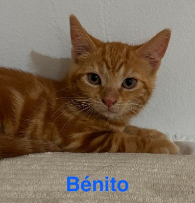 Adopter Benito  a réserver