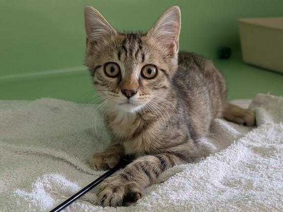 Adopter Berlioz